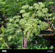 Attēlu rezultāti vaicājumam “Angelica archangelica fruit”