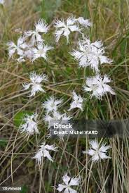 Attēlu rezultāti vaicājumam “Dianthus arenarius bud”