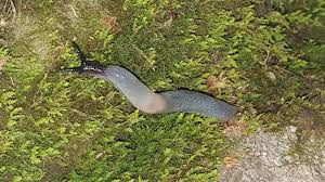 Attēlu rezultāti vaicājumam “Krynickillus melanocephalus”