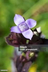 Attēlu rezultāti vaicājumam “Gentianella campestris”