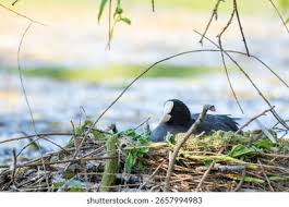 Attēlu rezultāti vaicājumam “Fulica atra eggs”