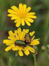 Attēlu rezultāti vaicājumam “Cryptocephalus aureolus, Cryptocephalus sericeus”