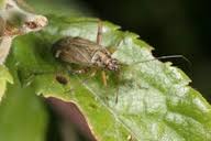 Attēlu rezultāti vaicājumam “Closterotomus biclavatus imago”