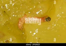 Attēlu rezultāti vaicājumam “Grapholita funebrana larva”