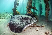 Image result for Bathytoshia brevicaudata