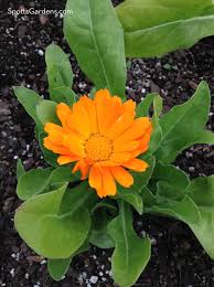 Attēlu rezultāti vaicājumam “Calendula officinalis leaf”