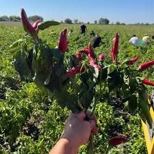 Afbeeldingsresultaat voor Szegedi 80 hot pepper