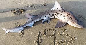 Image result for Triakis megalopterus