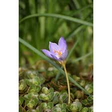 Attēlu rezultāti vaicājumam “Crocus speciosus”