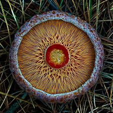 Attēlu rezultāti vaicājumam “Lactarius deliciosus”