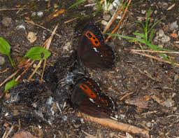 Attēlu rezultāti vaicājumam “Erebia ligea”