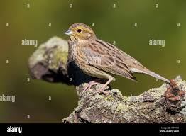 Image result for Emberiza cirlus