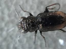 Attēlu rezultāti vaicājumam “Notiophilus biguttatus”