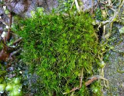 Attēlu rezultāti vaicājumam “Dicranodontium denudatum”