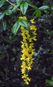 Attēlu rezultāti vaicājumam “Laburnum alpinum flower”