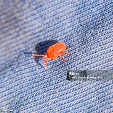 Attēlu rezultāti vaicājumam “Trombidiidae”