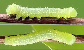 Attēlu rezultāti vaicājumam “Brachionycha nubeculosa”