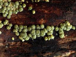 Attēlu rezultāti vaicājumam “Hypocrea gelatinosa”