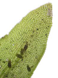 Attēlu rezultāti vaicājumam “Orthotrichum, Nyholmiella”