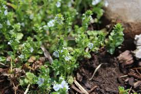 Attēlu rezultāti vaicājumam “Veronica serpyllifolia bud”