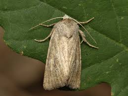 Attēlu rezultāti vaicājumam “Chortodes fluxa”