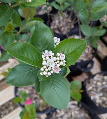 Attēlu rezultāti vaicājumam “Aronia melanocarpa bud”