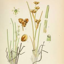 Attēlu rezultāti vaicājumam “Scheuchzeriaceae”