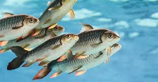 Image result for vissen