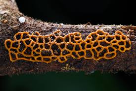 Attēlu rezultāti vaicājumam “Hemitrichia serpula macro”