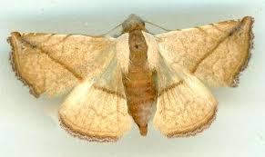 Attēlu rezultāti vaicājumam “Badhamia versicolor”