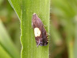 Attēlu rezultāti vaicājumam “Pammene rhediella”