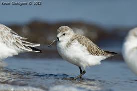 Image result for Calidris pusilla
