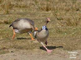 Attēlu rezultāti vaicājumam “Anser anser adult”