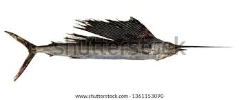 Image result for Istiophorus platypterus