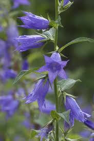 Attēlu rezultāti vaicājumam “Campanula latifolia flower”