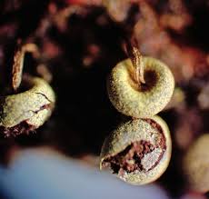 Attēlu rezultāti vaicājumam “Physarum alexandrowiczii spores”