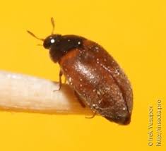 Attēlu rezultāti vaicājumam “Attagenus smirnovi”