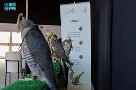 Image result for Falcon Sa Club