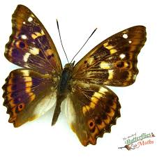 Attēlu rezultāti vaicājumam “Apatura ilia underside”