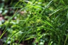 Attēlu rezultāti vaicājumam “Carex flava”