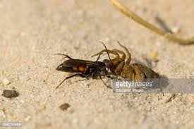 Attēlu rezultāti vaicājumam “Anoplius viaticus”