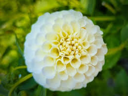 Image result for Dahlia `Snowflake`