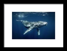 Image result for Megaptera novaeangliae