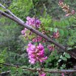 Attēlu rezultāti vaicājumam “Robinia neomexicana fruit”