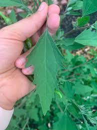 Attēlu rezultāti vaicājumam “Chenopodium album leaf”