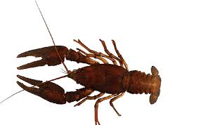 Attēlu rezultāti vaicājumam “Astacus astacus”