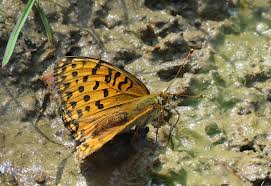 Attēlu rezultāti vaicājumam “Argynnis aglaja underside”