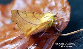 Attēlu rezultāti vaicājumam “Ennomos alniaria”