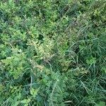 Attēlu rezultāti vaicājumam “Galega orientalis leaf”