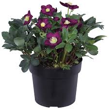 Image result for Christrose